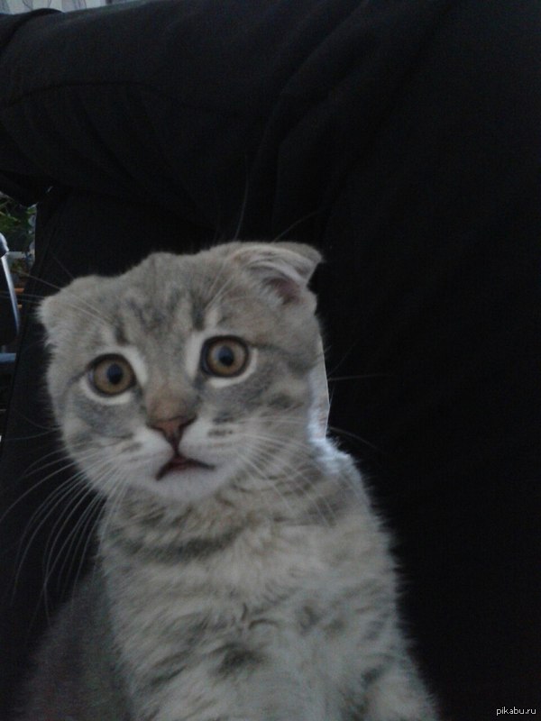 ����� �������� ������ �������....