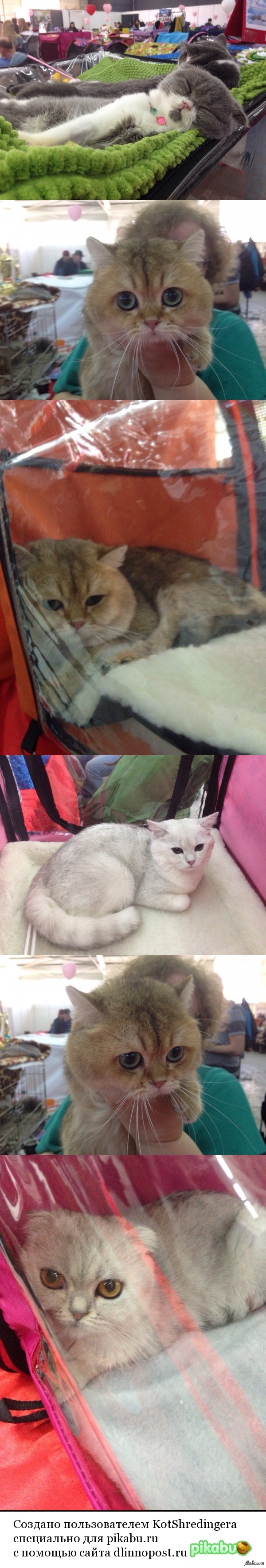 Выставка котиков «Юбилейная котовасия».