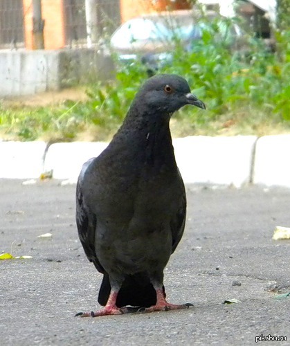 Пикабу. Помогите найти.