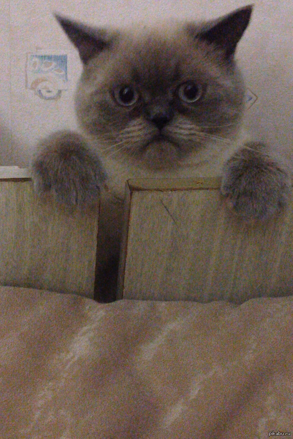 � ��� ������ ����