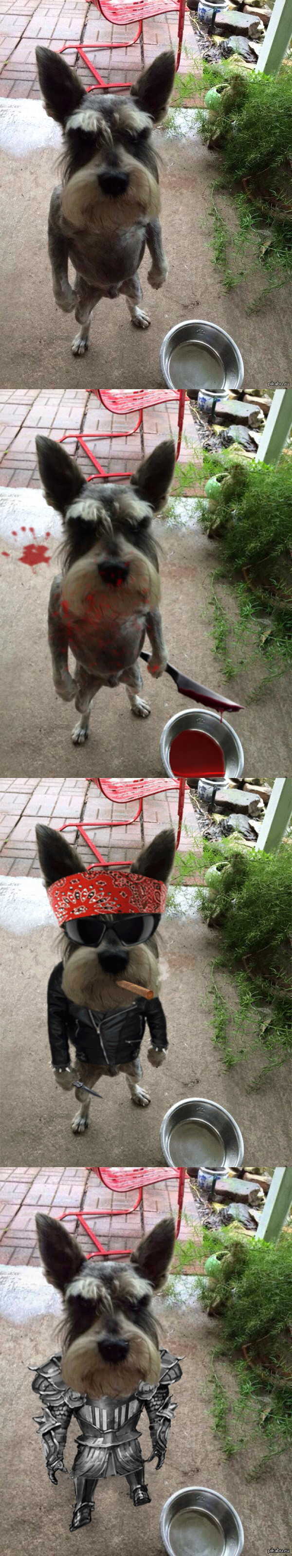 Этот пес настолько крут