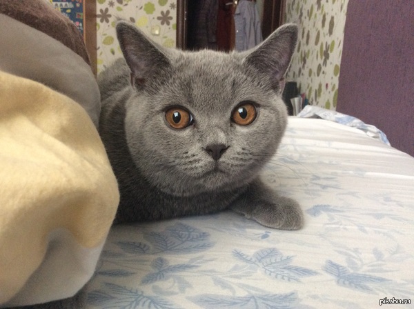 Kelvin the Lucky Meow