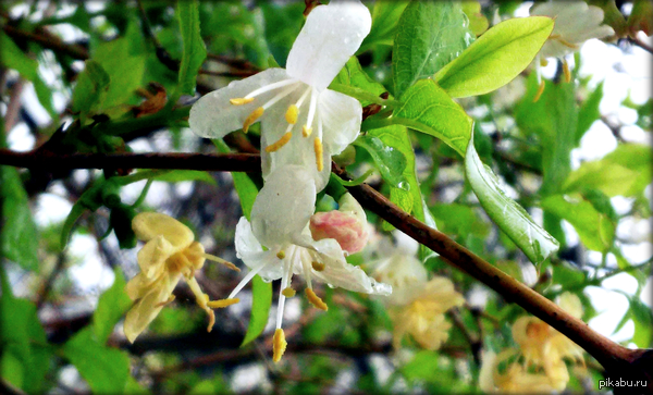 Немного весны