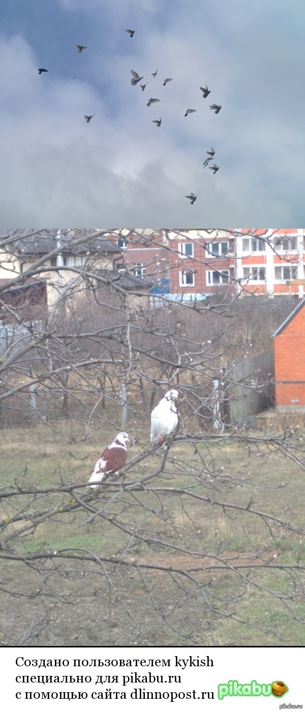 У всех котики, а у меня вот голуби