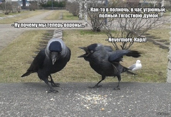 , ! ,  ,   .    <a href="http://pikabu.ru/story/reinkarnatsiya_3284639">http://pikabu.ru/story/_3284639</a>
