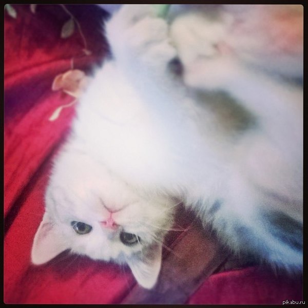 ��� ��� ����� ��������...