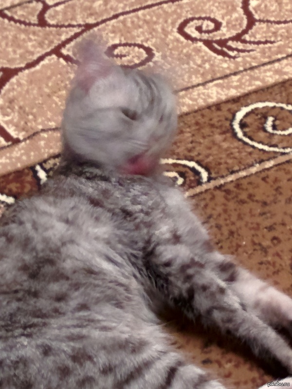 Сфоткал кошку , пока она мылась.