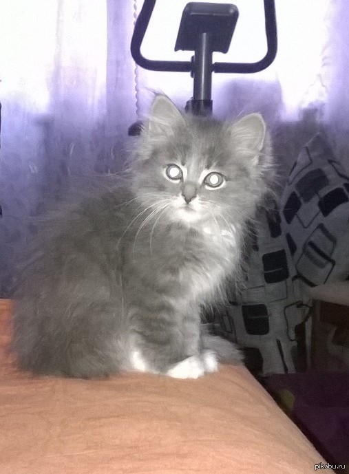 Кошечка в хорошие руки. СПб. Подробное описание и комменты для минусов внутри.