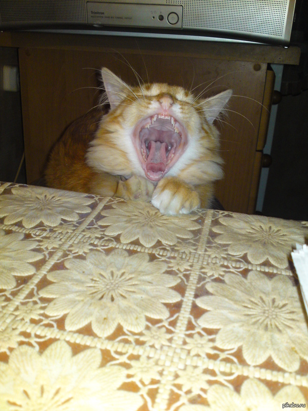 ������ ��� �������)