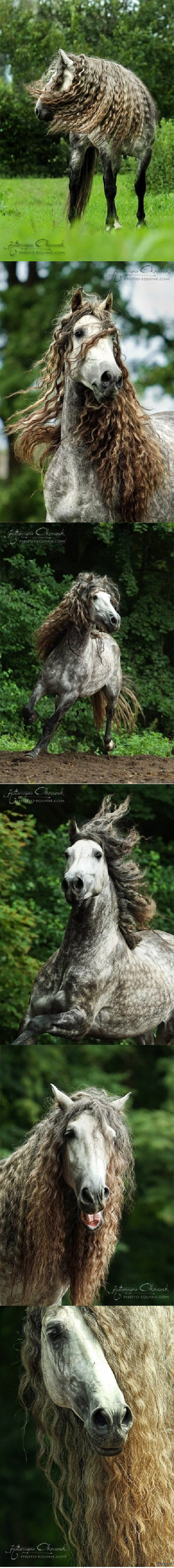 Shampoo advertisement - Horses, Mane, Horse's mane, Shampoo, Longpost