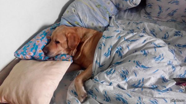 ��� �������� :)