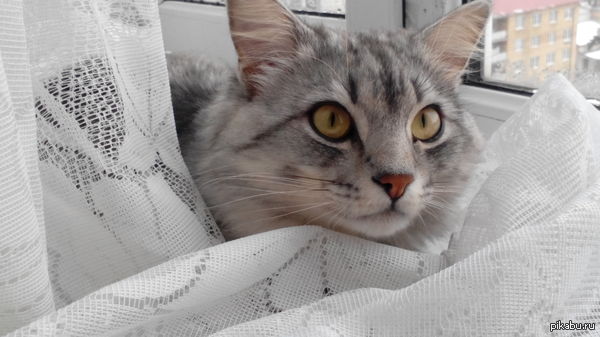 Сибирская Кошка