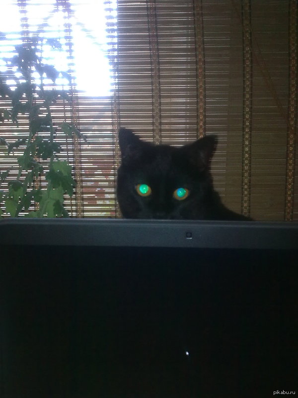 Смотри мне в глаза человек!