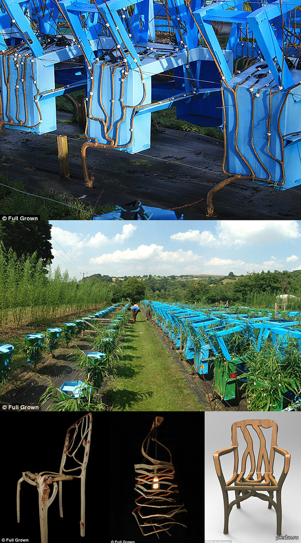 Плантация по выращиванию стульев и другой домашней утвари.