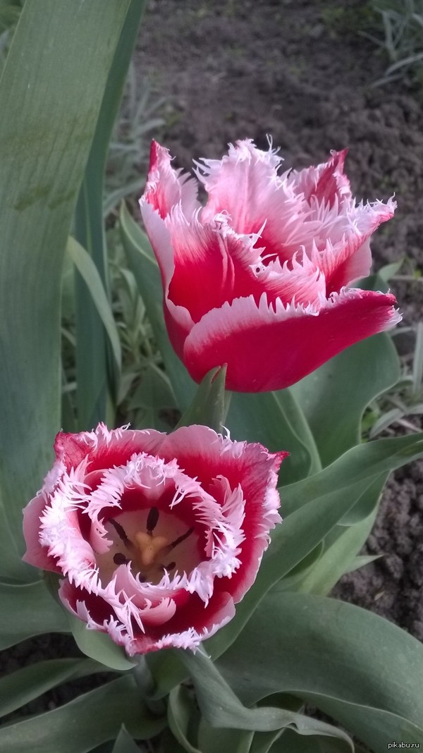 �������� �����������