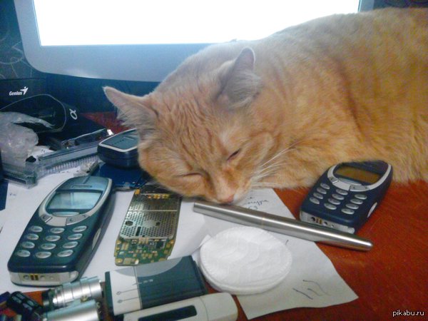 Просто рыжий кот спящий на столе среди нокий 3310 (и их обломков)
