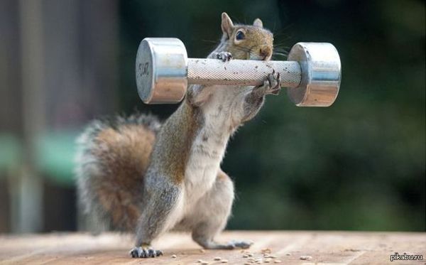 Even the squirrel is preparing for the summer, but are you ready? - Squirrel, Summer is coming, Summer, Go here