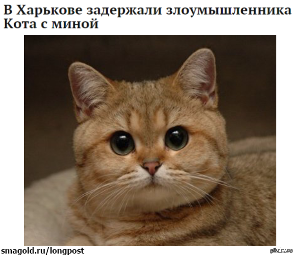 ,      http://lenta.ru/news/2015/05/02/cat/