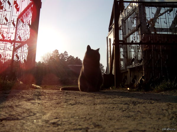 ������� ��������.