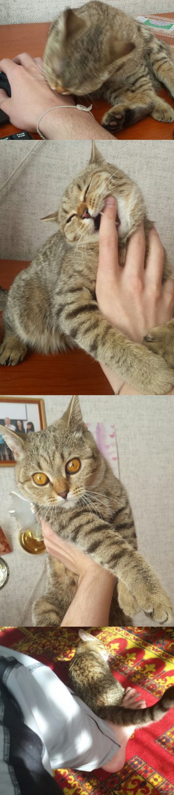 История моих с котом отношений