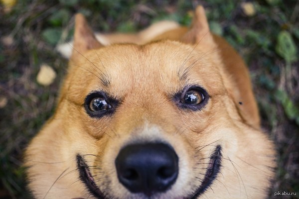 �����, ���� ��?