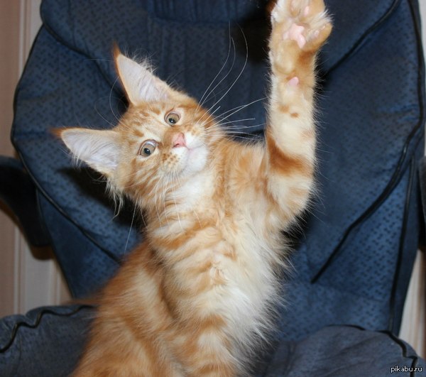 Чем-то напоминает Doge