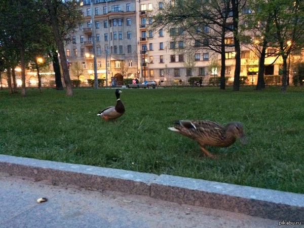 Утки в центре Питера