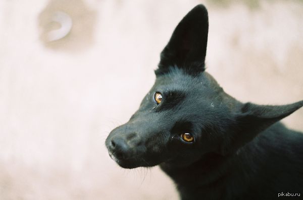 Портрет пса на плёнку. Котики потом ^^