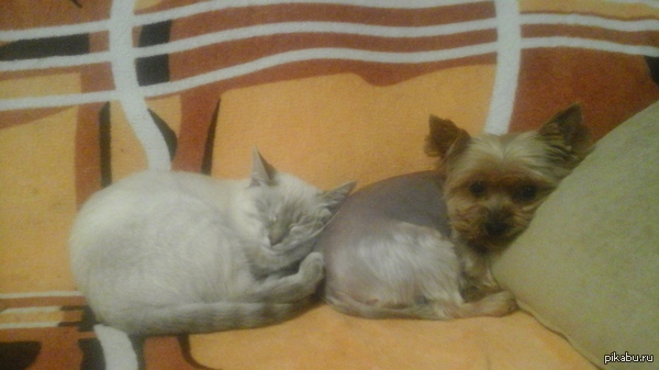 Хорошо, когда есть на кого положиться.