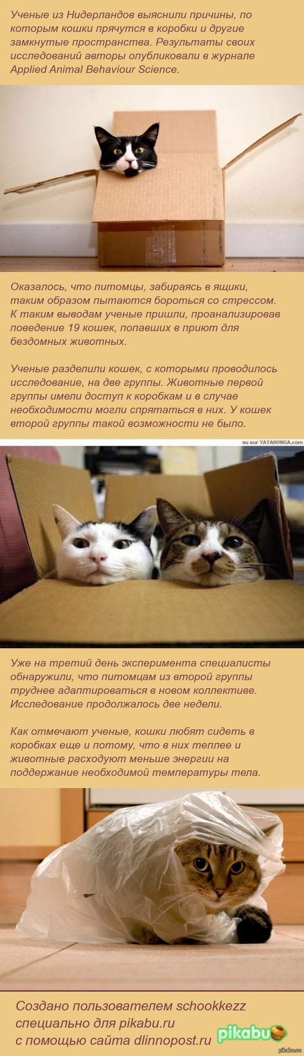 Биологи объяснили любовь кошек к коробкам. | Пикабу