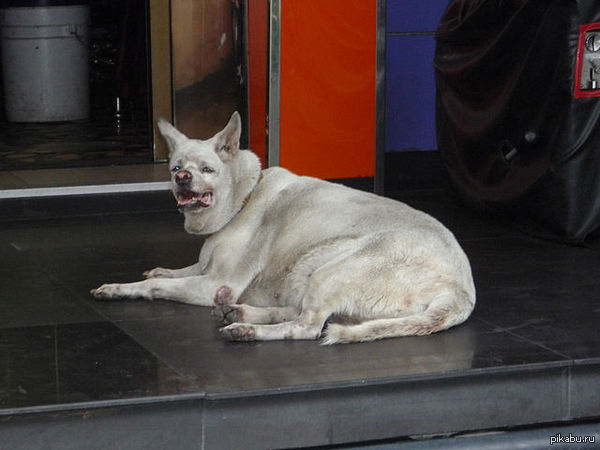 Страшный бобик