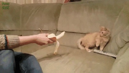 &quot;  ,     &quot; 