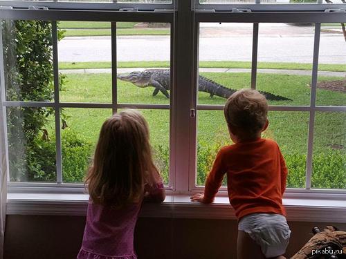 ������� ������ ����