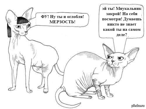 Киски ссорятся | Пикабу