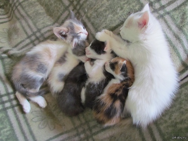 И ребятишек в доме орава