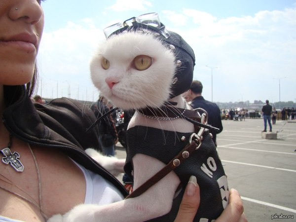 ��� ������