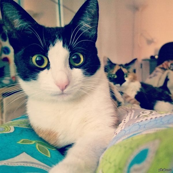 ���� ������� ����������� �������