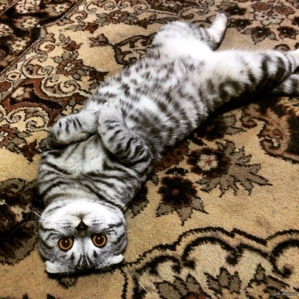 ����������!