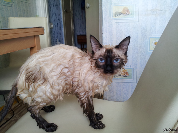 Просто мокрая кошка