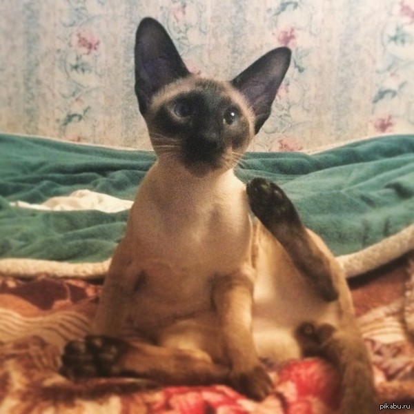 ��� ������� �����