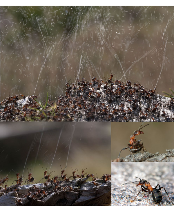 ��� ��������� ��������, ����������� ������� � ������ ���������