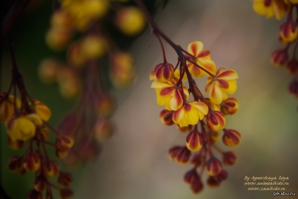 Цветы Барбариса