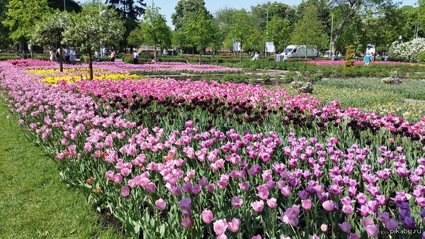 Вот такая красота в парке Горького.