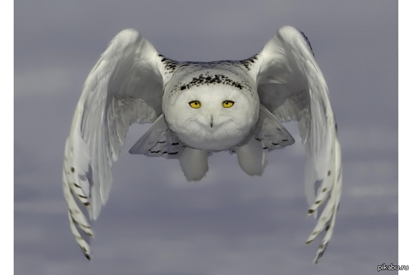 ���� �� �����.  ������ ������ �� ����������� ���������� ����, ���������� �� ���� ��������� �. ������� � ��������� ������ � ������� ������.