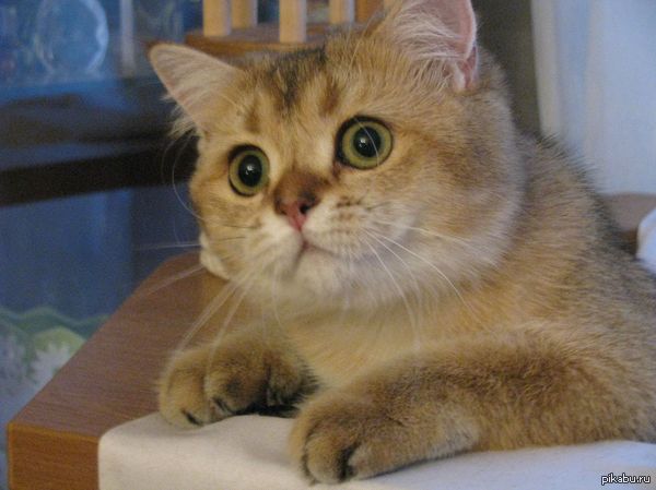 ���� ������...