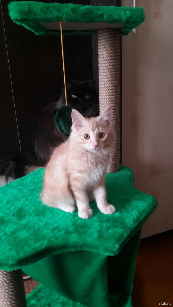 Задумала неладное