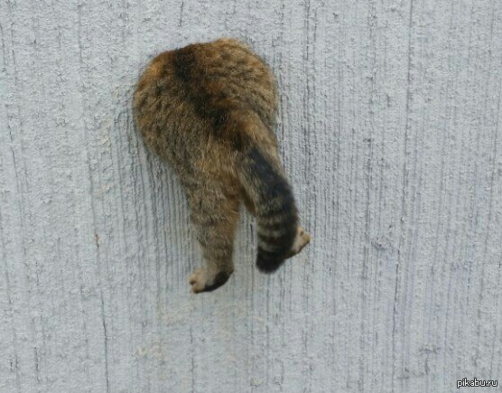 Кошка застряла. Кот застрял. Котик застрял. Кот торчит из стены.