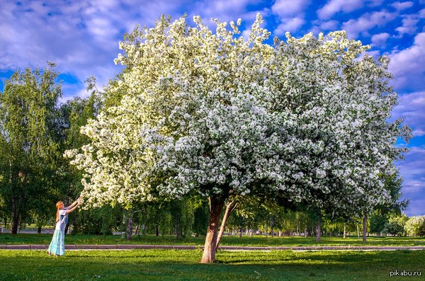 Delightful blooming apple tree - Apple tree, Bloom, Permian, Esplanade, Not mine