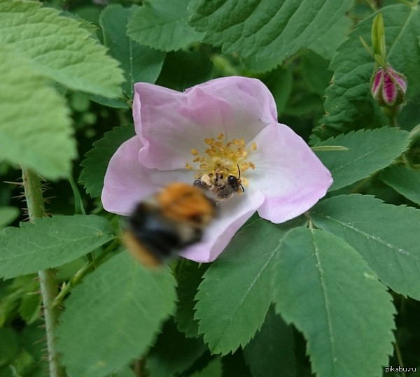 �����-������, ������� ������ ����������