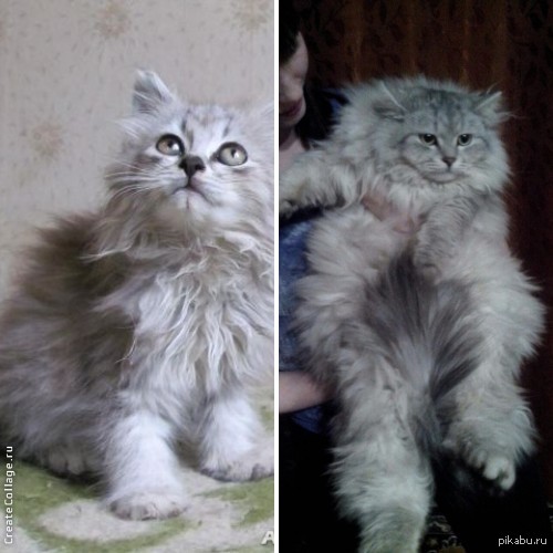 Вырос котик) | Пикабу